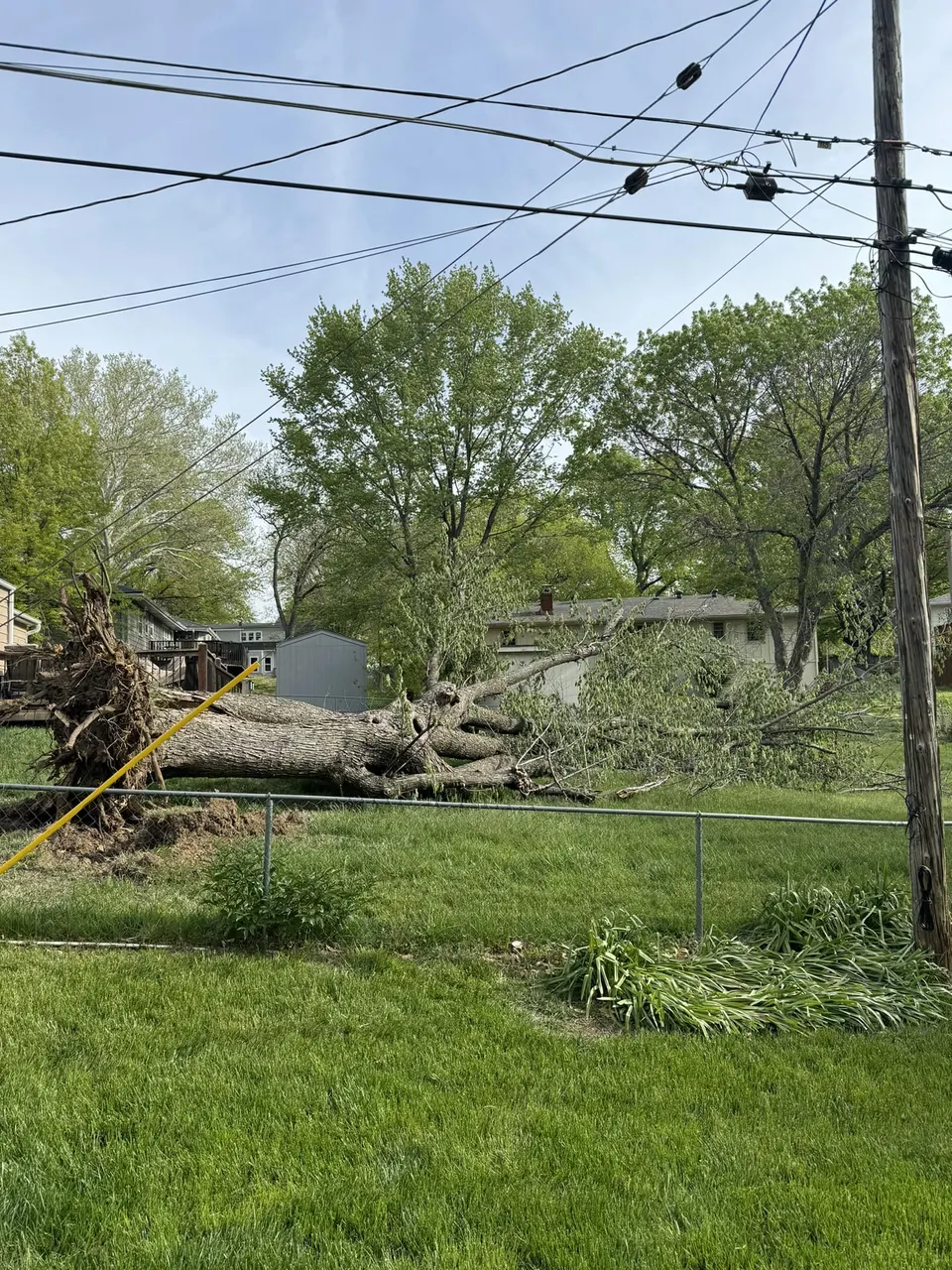 Fallen tree near power lines after storm in Kansas